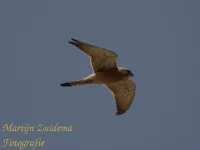 Kleine torenvalk [Falco naumanni]